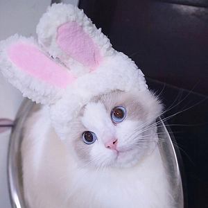 Funny white plush rabbit ear hat for cats and small dogs on a ragdoll cat model