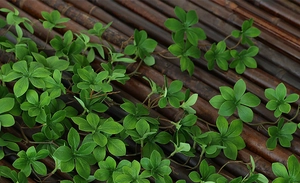 Detailed close-up of artificial green plant leaves with natural textures on bamboo background