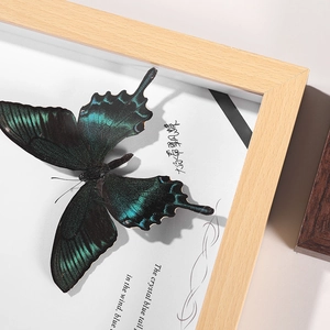 Natural wood shadow box frame with a vibrant green swallowtail butterfly specimen
