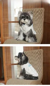 Modelo de chaleco acolchado blanco para perro con botones de lazo azulado