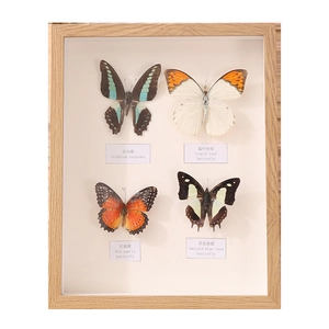 Handmade A4 wood shadow box frame with four real butterfly specimens and labels
