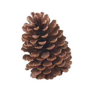 Natural brown pine cone ornament for Christmas wreath DIY crafts on white background