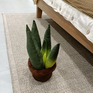 Gros plan d'une plante Sansevieria en peluche douce sur un tapis dans une chambre douillette