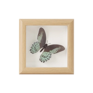 Minimalist square natural wood shadow box frame with 2cm depth and green butterfly specimen