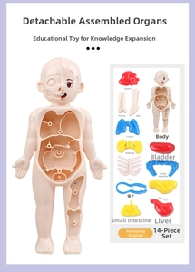 Detailed view of 14 detachable anatomical organ components and transparent human torso model