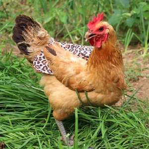Close-up of a hen wearing a leopard print chicken saddle for feather protection in grass