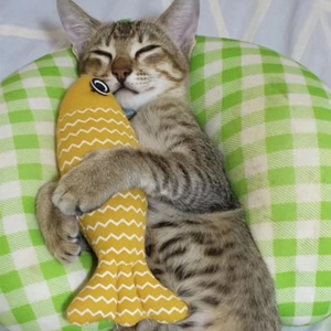 Linen fish catnip toy for kittens, sleeping tabby cat hugging a yellow fish plush toy