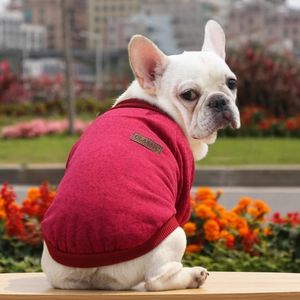 Close-up of red knitted pet sweater with classic leather tag on a French Bulldog