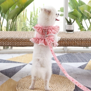Close-up of pink floral dog harness with lace details on a small white Pomeranian