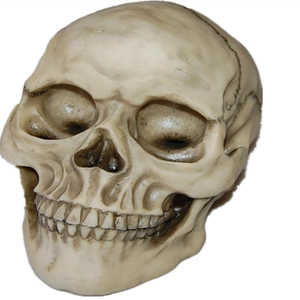Close-up of a realistic resin human skull model with aged bone texture and matte finish