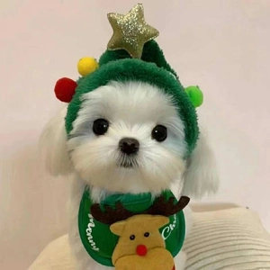Detail of pet Christmas headband with gold star and reindeer bib on small white dog