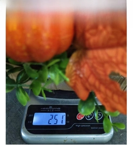 Weight measurement of a pumpkin harvest wreath showing 251g for Thanksgiving home decor