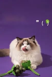 Ragdoll cat playing with a grape-shaped catnip molar toy on a purple backdrop