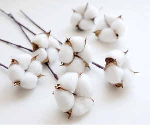 Macro shot of fluffy white cotton flower branches with natural brown calyx on white background