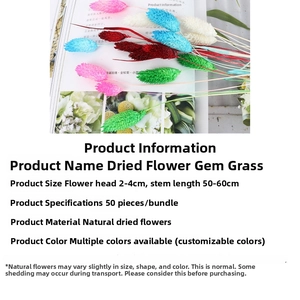 Macro view of natural dried gem grass with 50-60cm stems and 2-4cm colorful heads