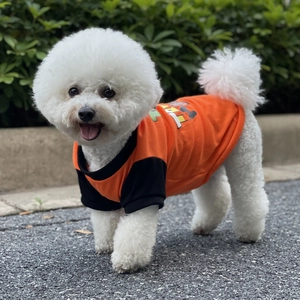 Outdoor shot of a white Bichon wearing an orange and black pet cotton T-shirt