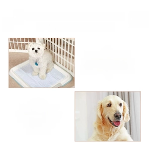 Effective 3-5 days pet toilet training spray showing dog behavioral habit guidance
