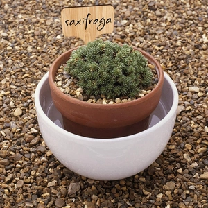 Detail of wooden garden label for Saxifraga plant in ceramic pot with natural lighting