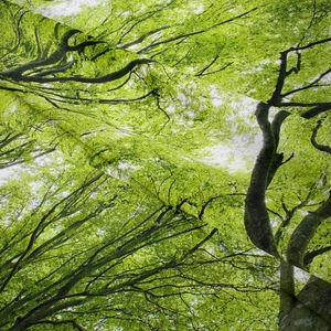 Close-up of forest landscape print on durable fabric with natural texture and green colors