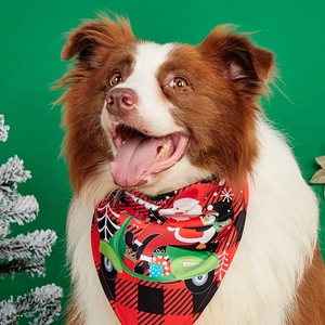 Close-up of Border Collie wearing a red Christmas pet bandana with Santa and penguin patterns