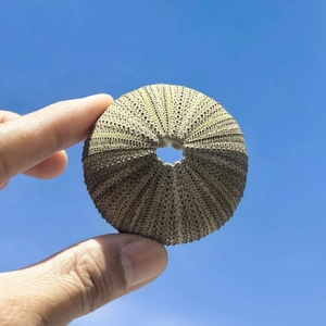 Close-up of a hand holding a natural green sea urchin shell against a clear blue sky