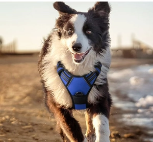 Blue reflective dog harness with breathable mesh mesh worn by a dog on the beach