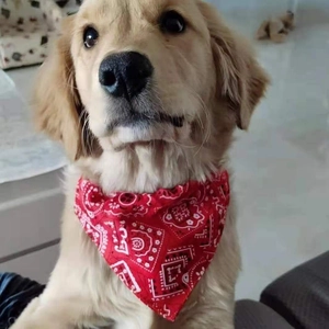Close-up of a golden retriever wearing a red floral cotton adjustable pet bandana