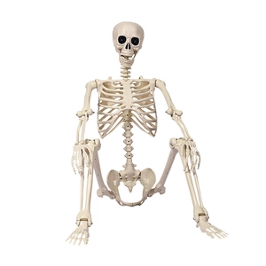 Poseable 165cm human skeleton model for Halloween outdoor and indoor haunted house decor