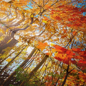 Detail of autumn forest tapestry fabric showing digital print and soft texture