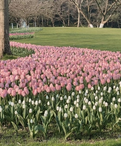 Close-up of pink and white tulips in a spring garden for floral cotton bag design inspiration