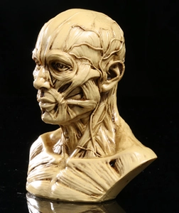 Macro detail of anatomical human head muscle model with vintage bone finish and realistic texture