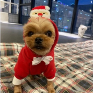 Roter Weihnachts-Haustier-Hoodie mit 3D-Weihnachtsmann-Figur für Hunde und Katzen