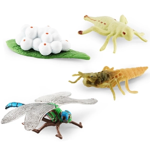 Dragonfly life cycle simulation models showing stages from egg to adult dragonfly