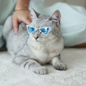 Close-up of a tabby cat wearing trendy blue triangle sunglasses with clear resin frames