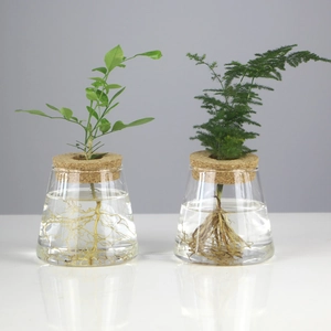 Detail of two clear glass hydroponic vases with cork stoppers and live green plants