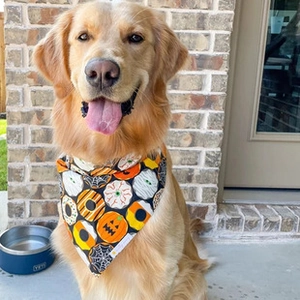 Golden Retriever wearing a festive Halloween pet bandana with pumpkin and spider patterns