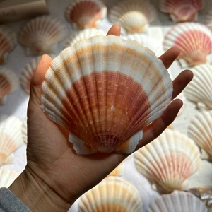 Natural queen scallop shell with reddish-brown stripes held by hand for home decor