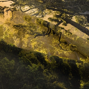 Bohemian forest tapestry with morning sunlight and ancient trees in golden and green tones