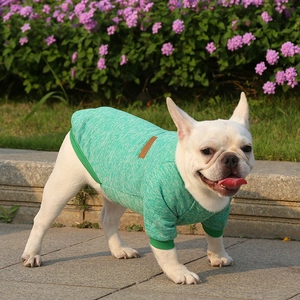 French Bulldog wearing a green and white knitted pet sweater in an outdoor park setting