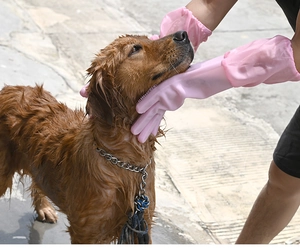 Pink silicone grooming glove for pet bathing and massage on long-haired golden retriever