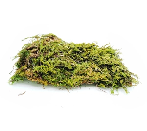 Dettaglio ravvicinato di muschio naturale verde per decorazioni floreali e fai da te