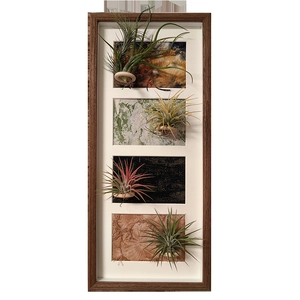Vertical wooden picture frame featuring four tillandsia air plants on textured panels