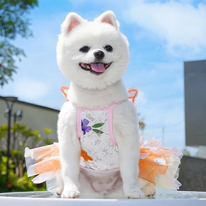 Detail of a white Pomeranian in a pink and orange lace pet dress for summer