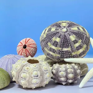 Natural sea urchin shells in assorted colors for home decor and air plant pots