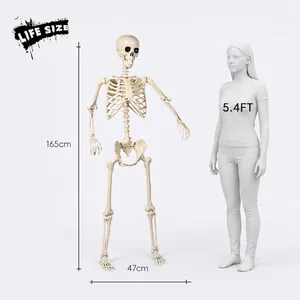 5.4FT life-size Halloween skeleton 165cm tall poseable human model for yard decor