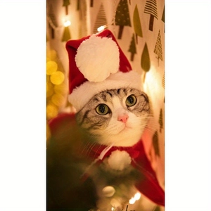 Close-up of cat wearing a red plush Christmas hat and cape with white fur trim decoration