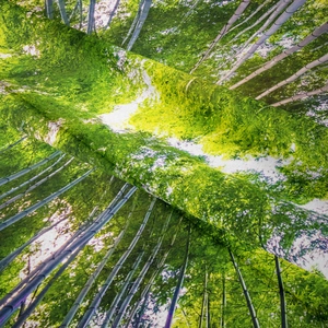 Dettaglio della stampa digitale foresta di bambù su tessuto di poliestere per arazzi