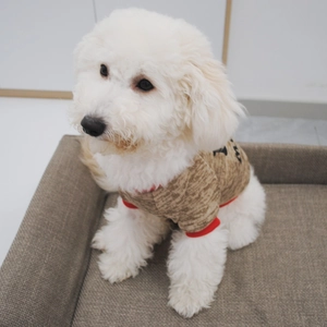 Detail of khaki knit dog sweater with red ribbed edges and warm fleece texture