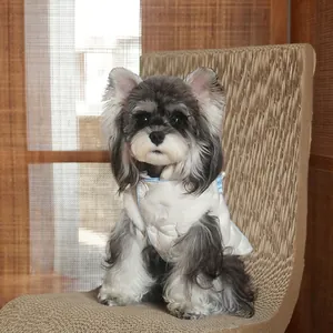 Quilted white dog winter vest with blue trim shown on a small grey dog sitting on a chair