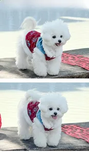 Detail of red and blue Chinese style pet vest with embroidery and pearl trim